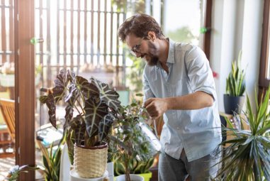 Best houseplants for beginners: 6 plants that are easy to care for